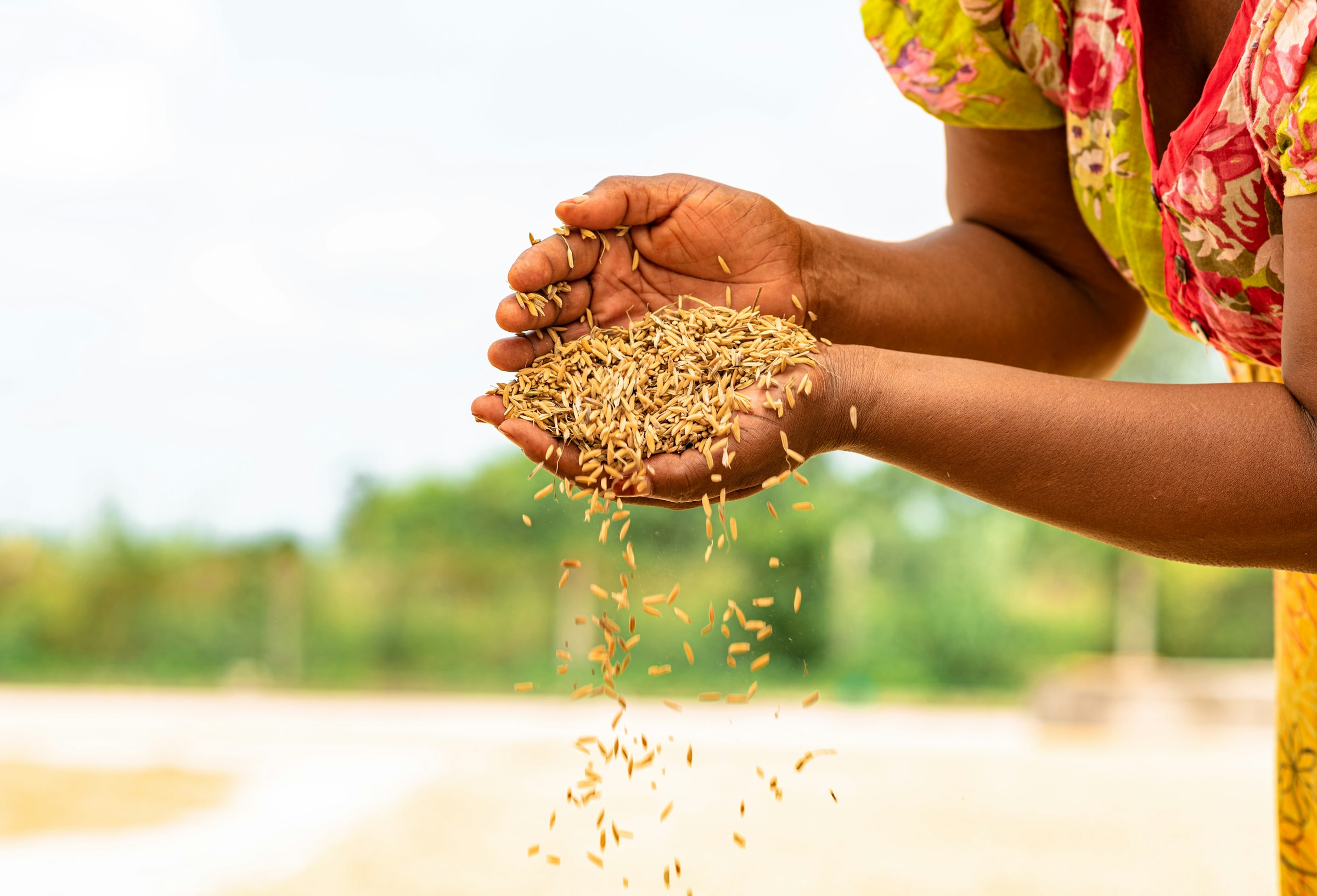 Close-up of a woman's hands pouring harvested rice grain, Mbeya, Tanzania